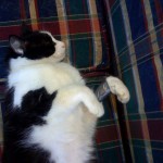 crash-hurt